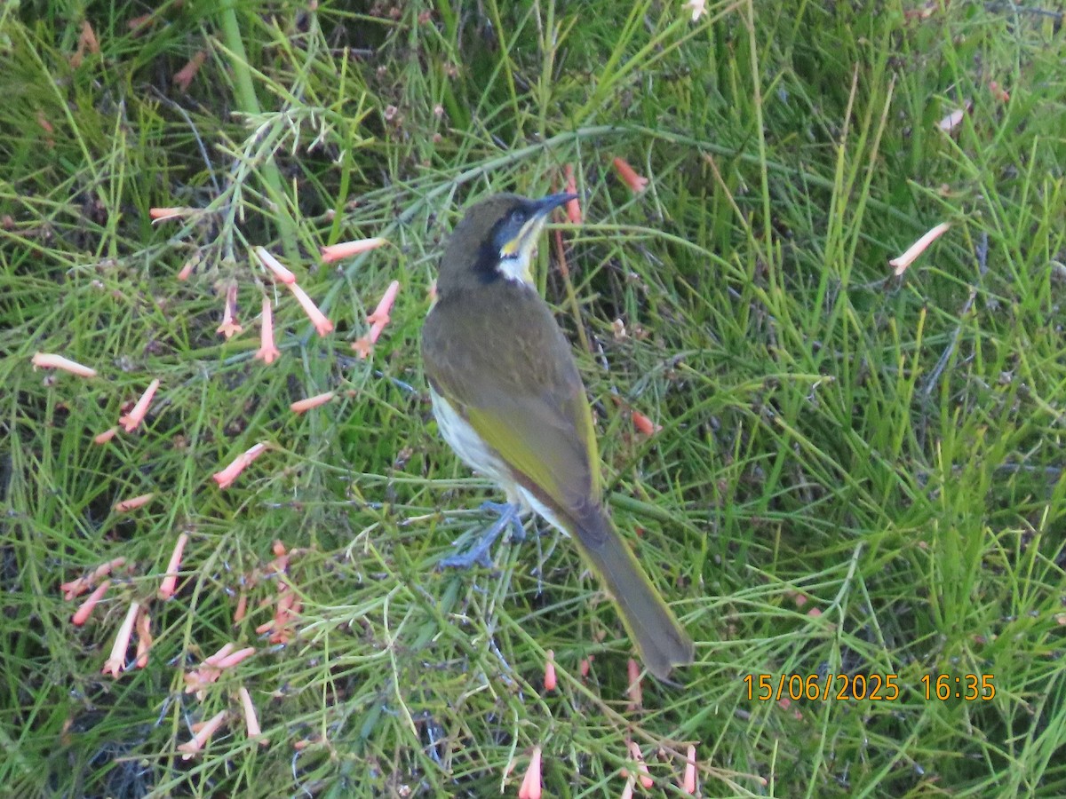 Varied Honeyeater - ML637580952