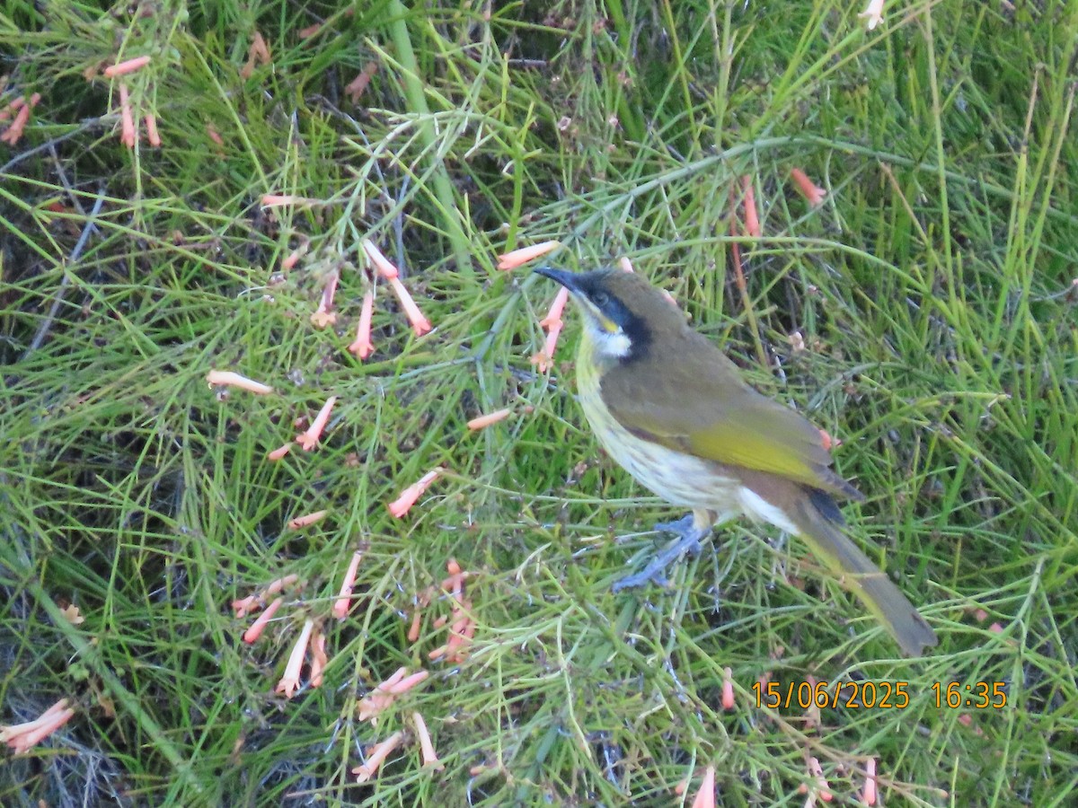 Varied Honeyeater - ML637580956