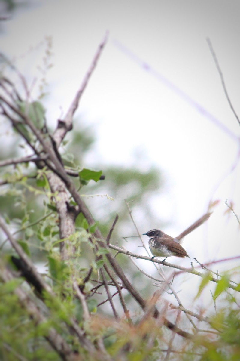 Spot-breasted Fantail - ML637580958