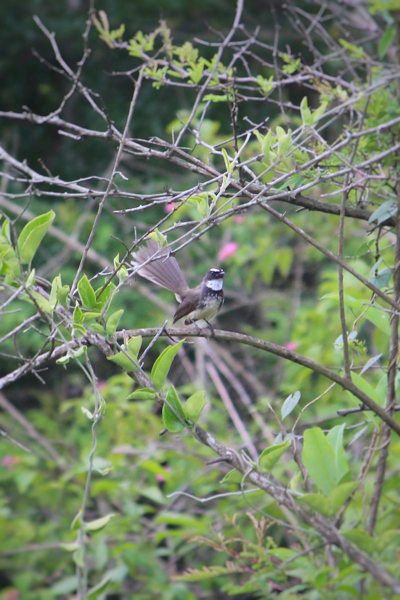 Spot-breasted Fantail - ML637580959