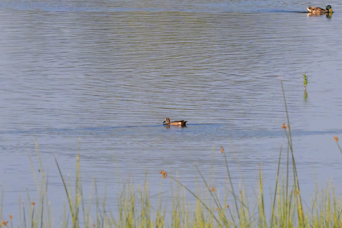 Blue-winged Teal - ML637580982