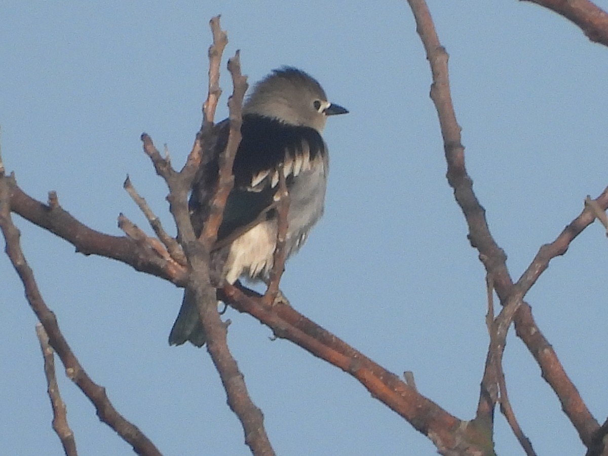 Daurian Starling - ML637580983