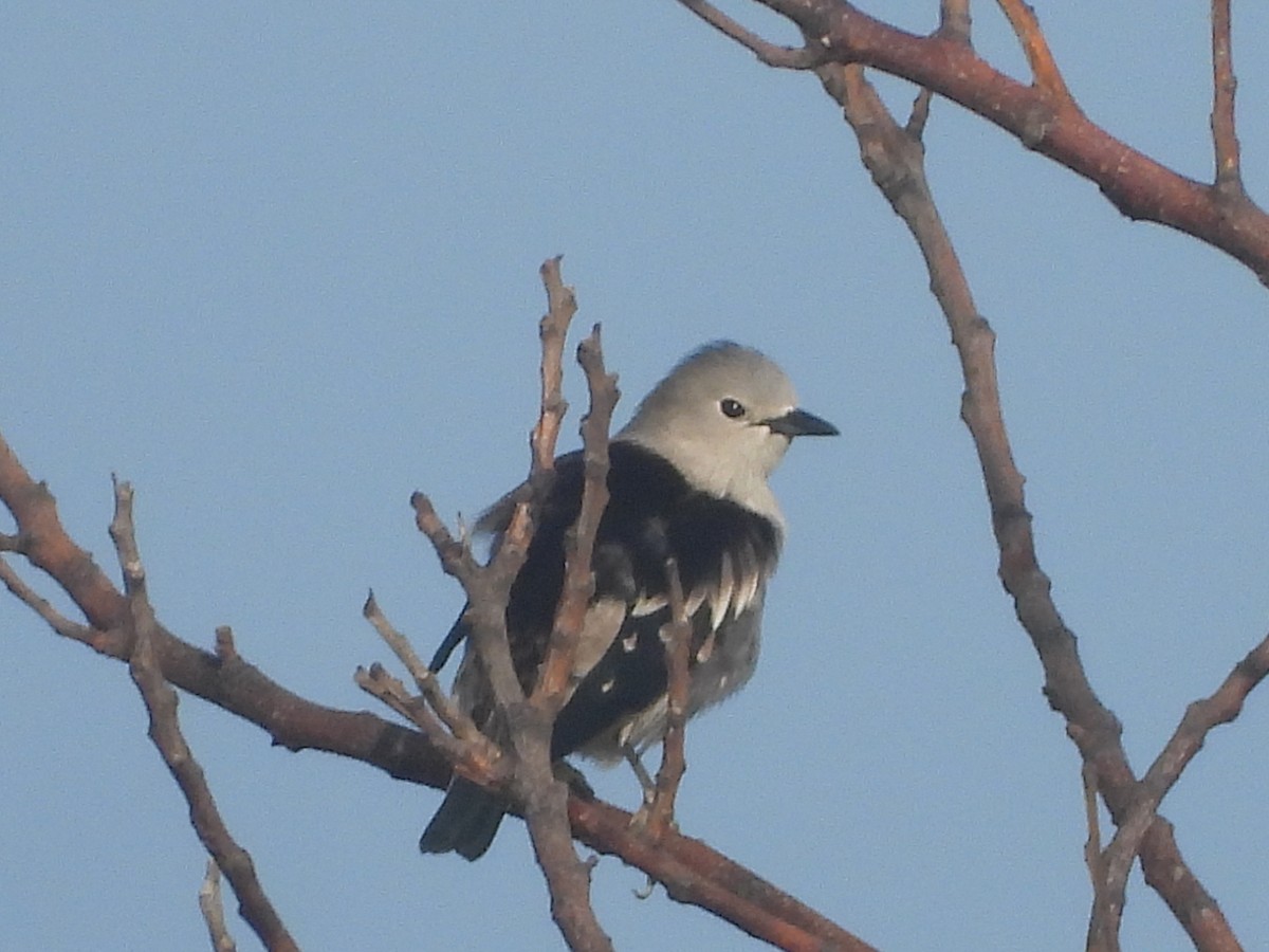 Daurian Starling - ML637580984