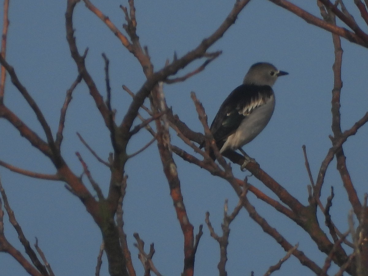 Daurian Starling - ML637580985