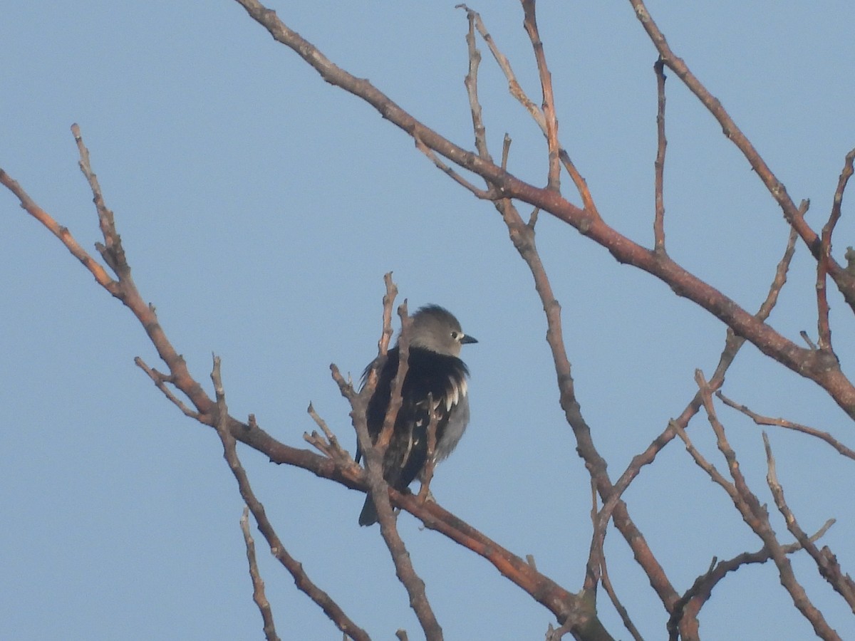 Daurian Starling - ML637580986