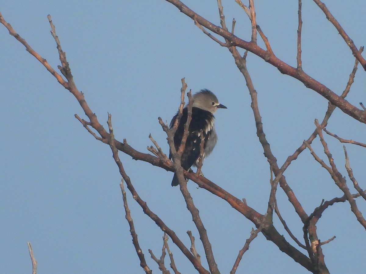 Daurian Starling - ML637580987