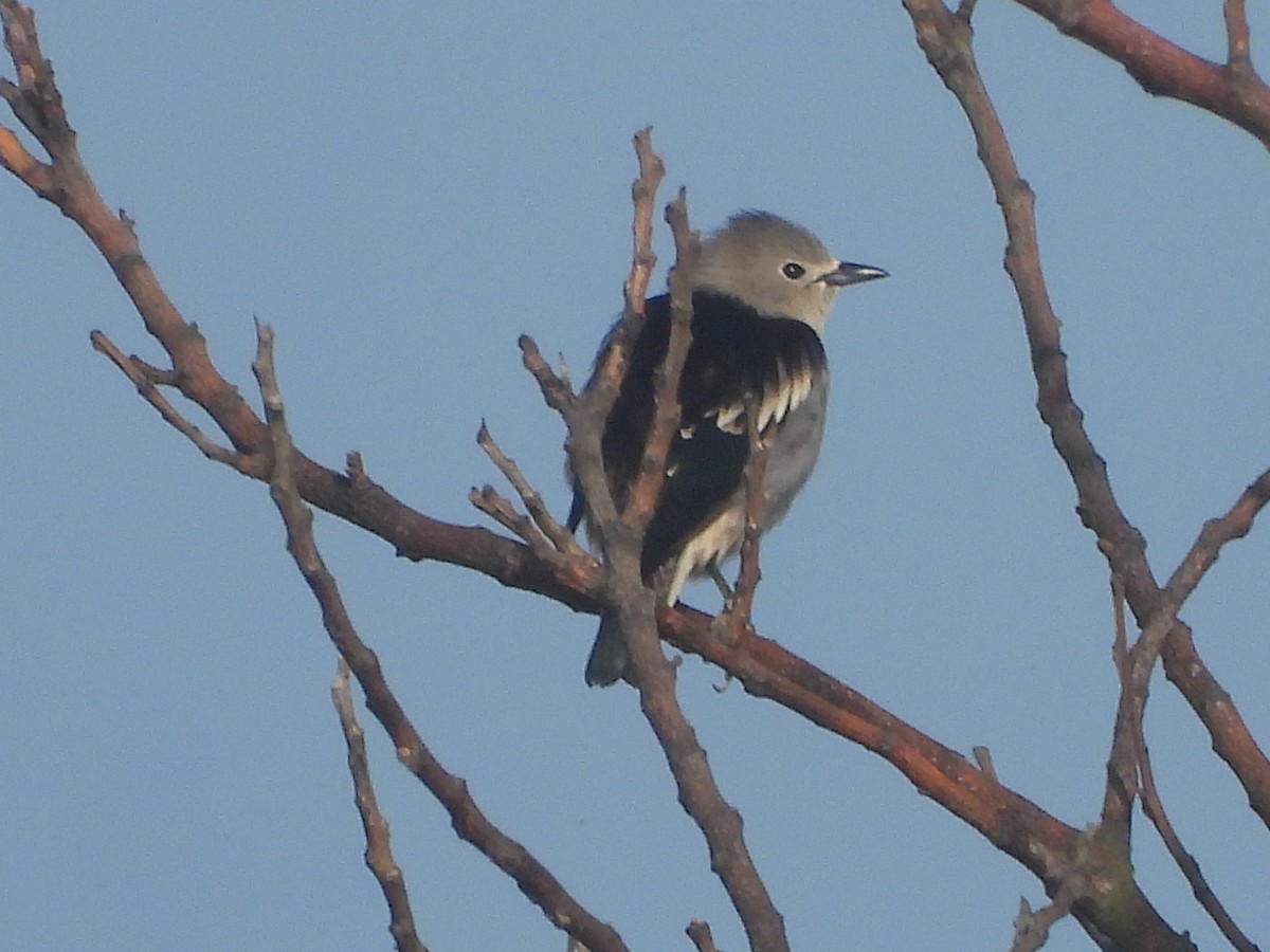 Daurian Starling - ML637580988