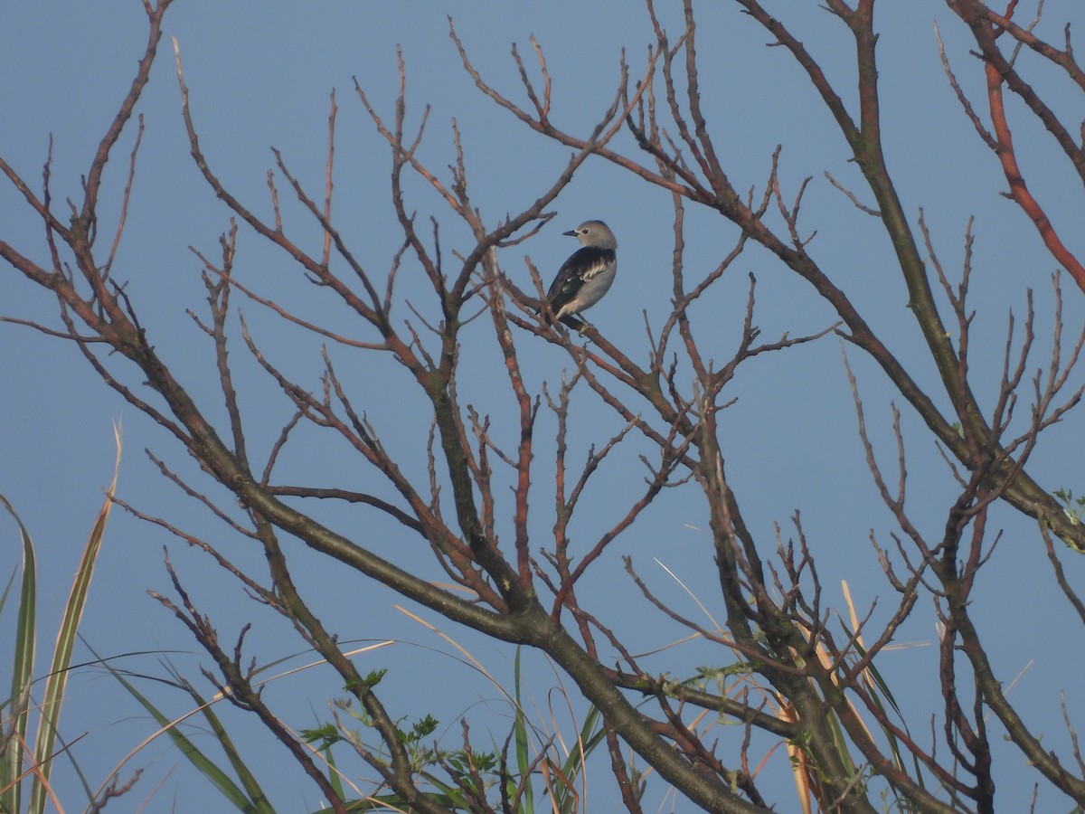 Daurian Starling - ML637580989