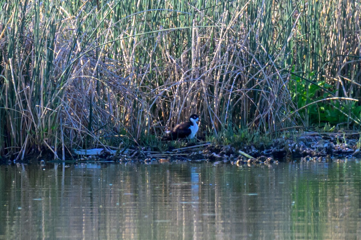 Black-necked Stilt - ML637581004