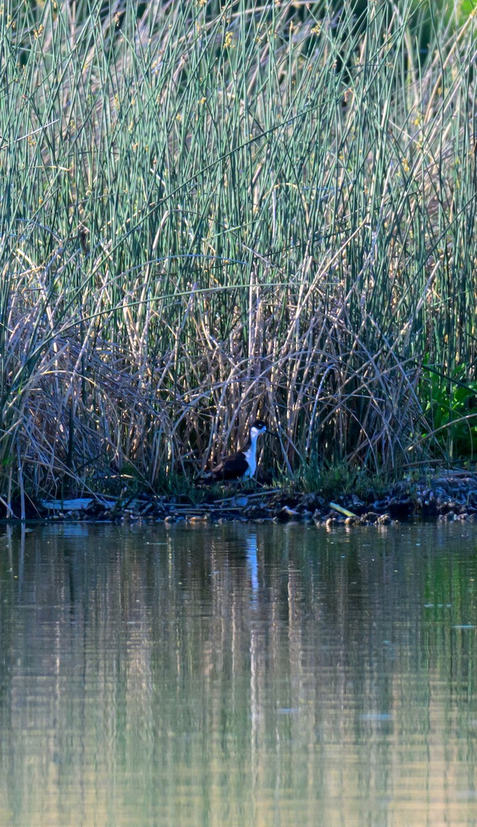 Black-necked Stilt - ML637581005