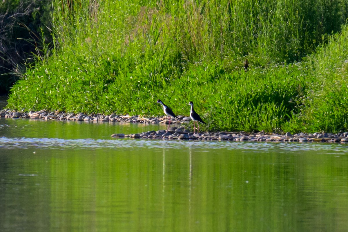 Black-necked Stilt - ML637581006