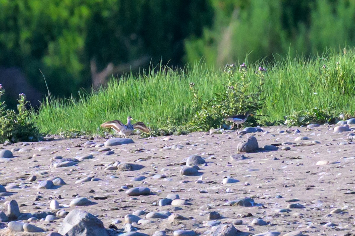 Spotted Sandpiper - ML637581007