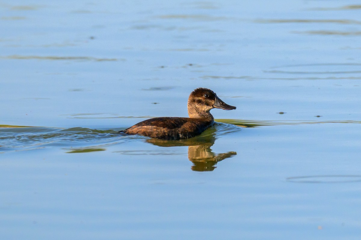 Ruddy Duck - ML637581013