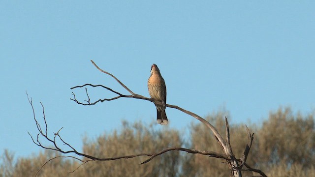 Spiny-cheeked Honeyeater - ML637581015