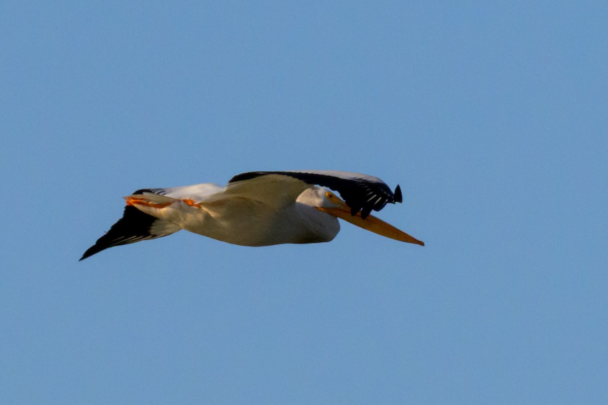 American White Pelican - ML637581024