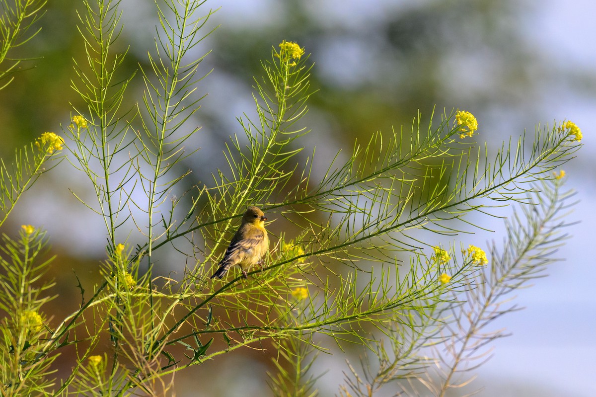 Lesser Goldfinch - ML637581029