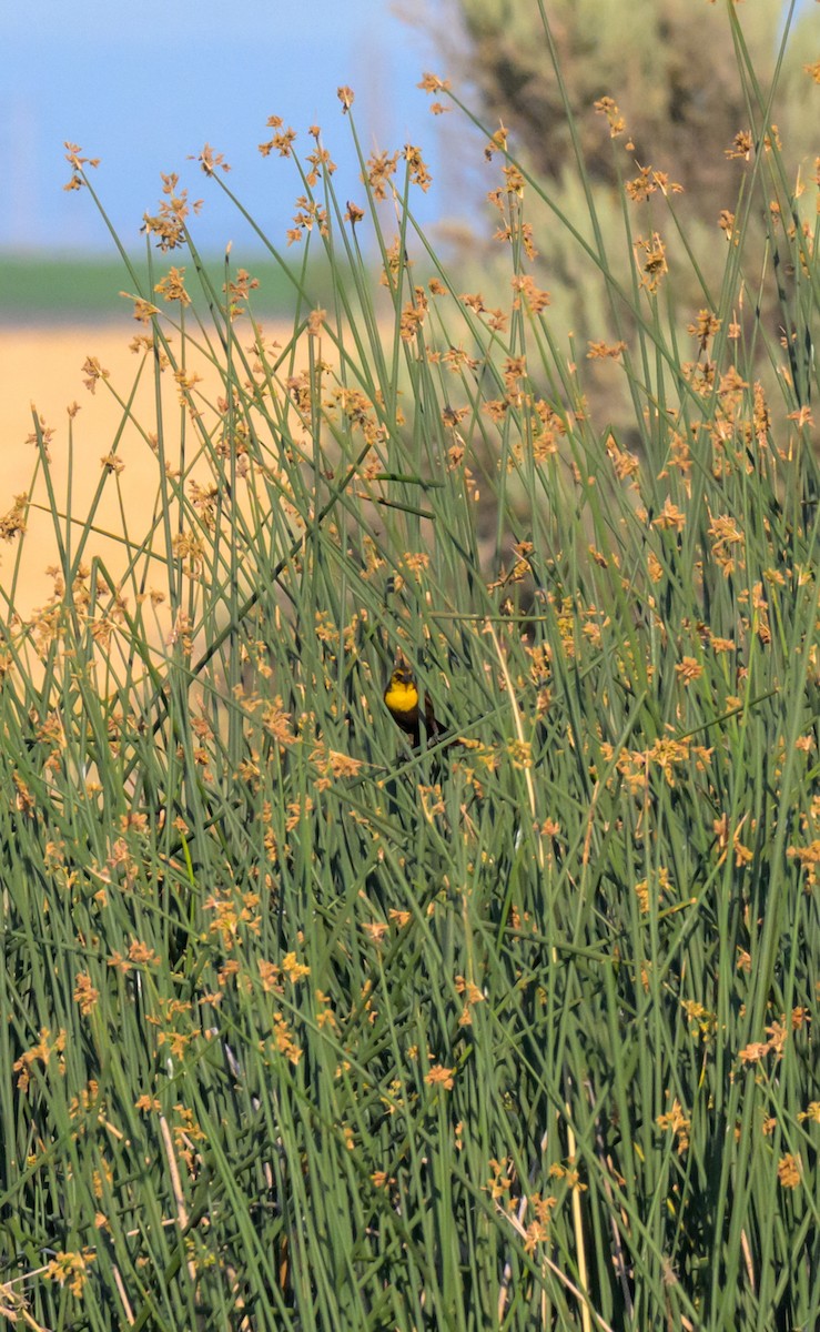 Yellow-headed Blackbird - ML637581040