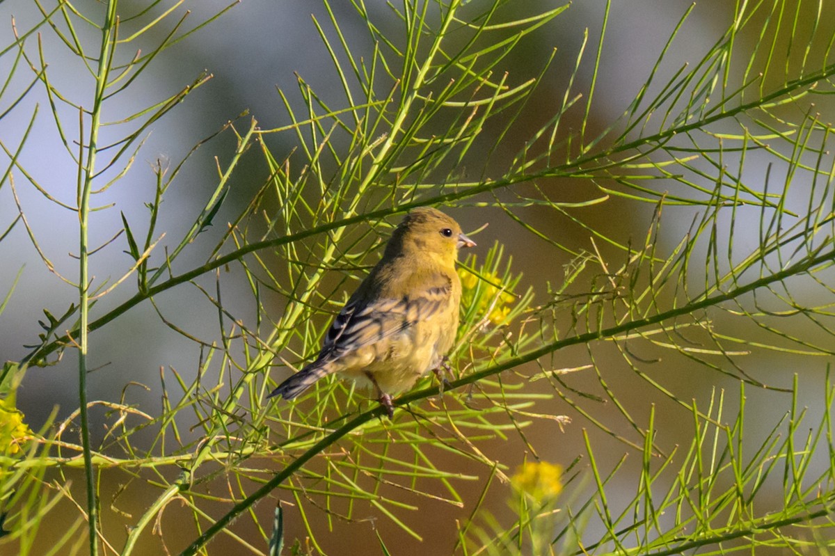 Lesser Goldfinch - ML637581041