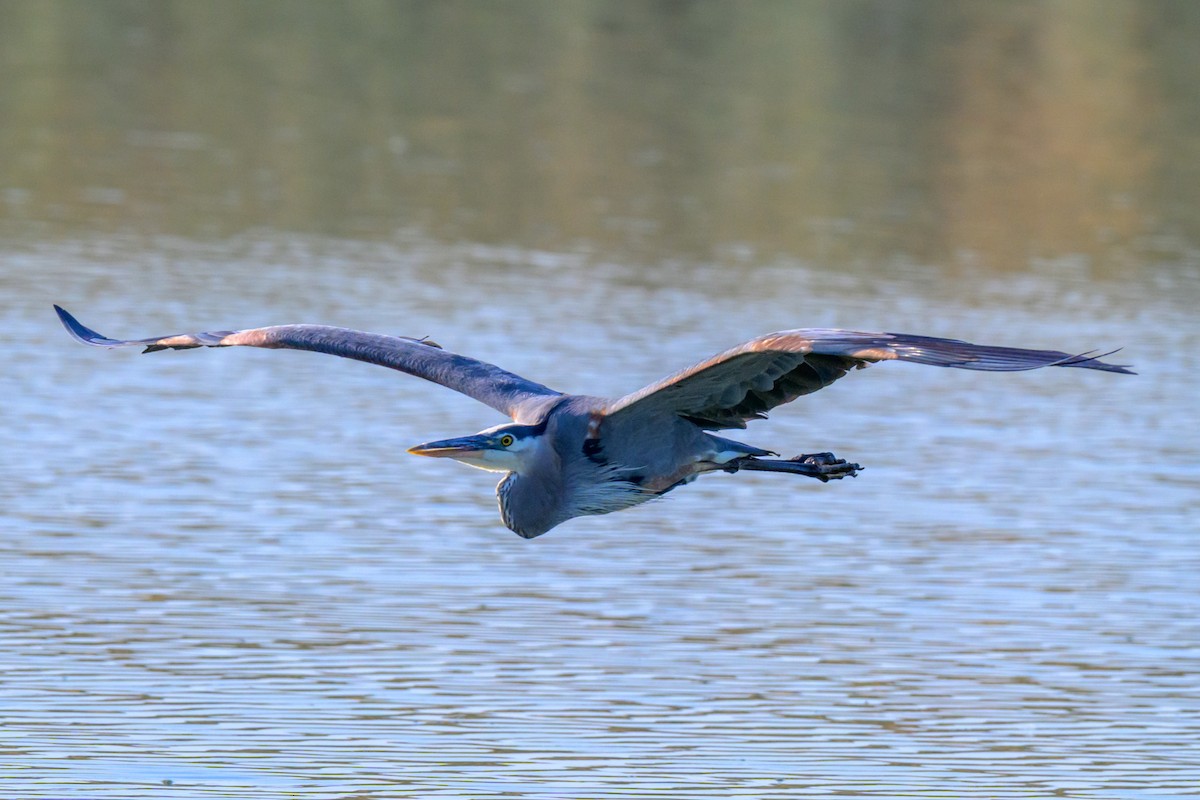Great Blue Heron - ML637581046