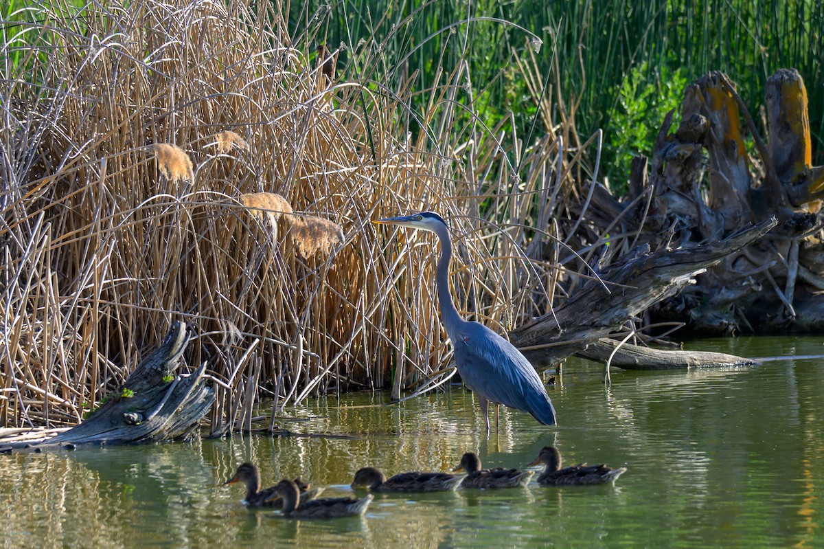 Great Blue Heron - ML637581047