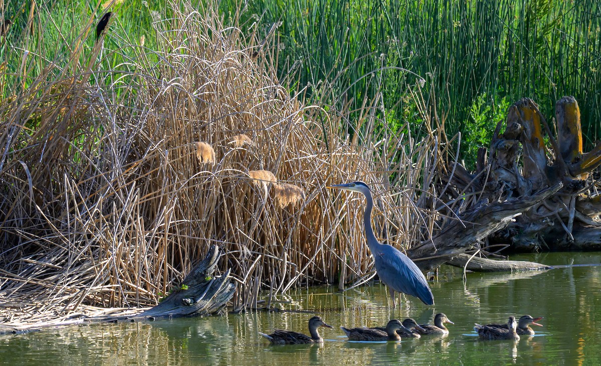 Great Blue Heron - ML637581048