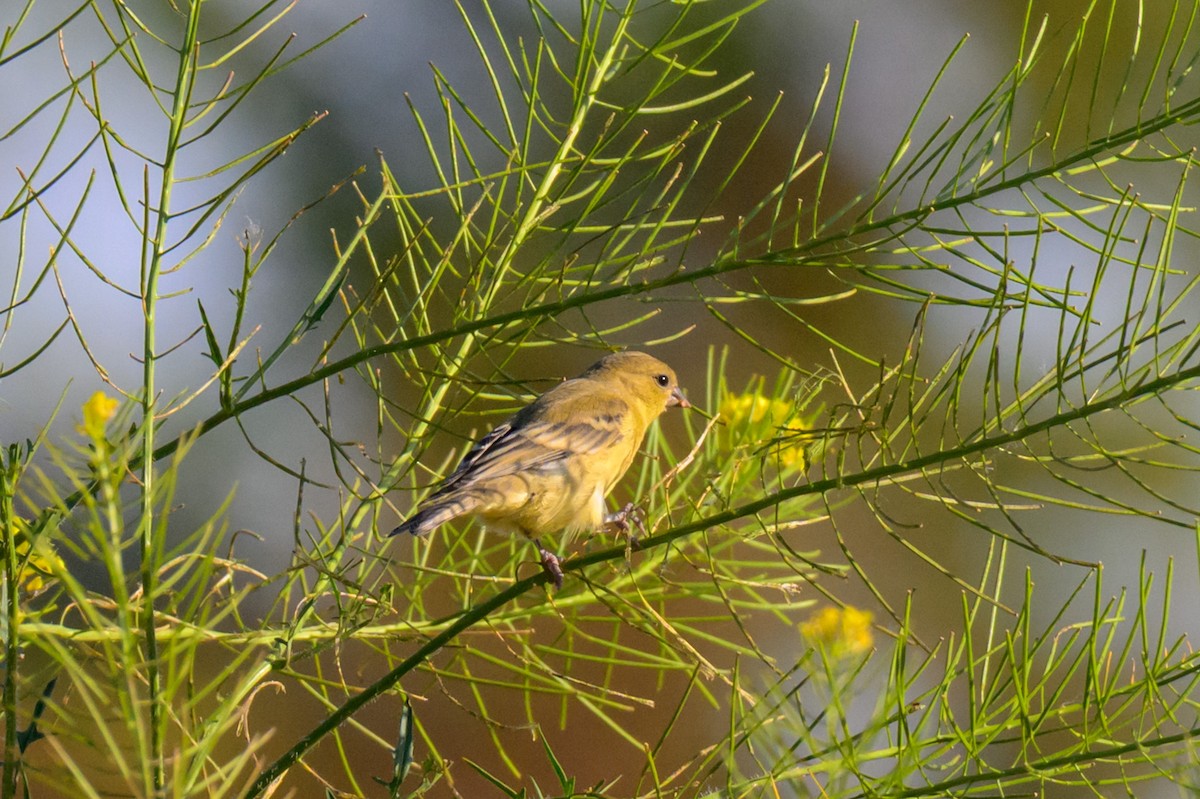 Lesser Goldfinch - ML637581112