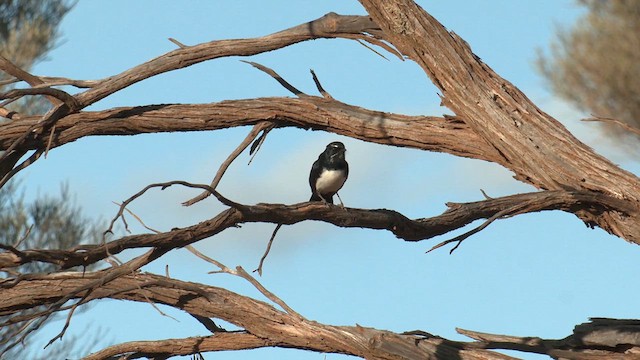 Willie-wagtail - ML637581113