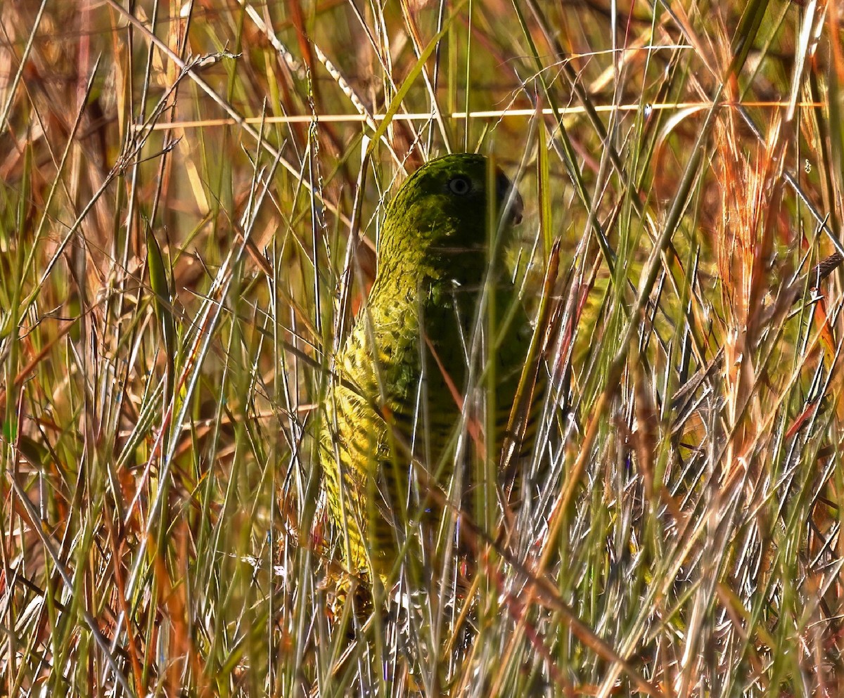 Ground Parrot (Eastern) - ML637581121