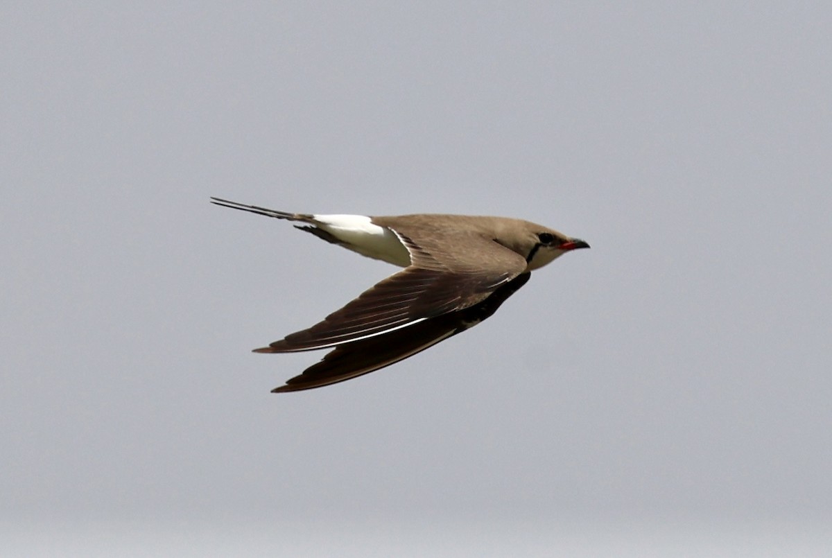 Collared Pratincole - ML637581137