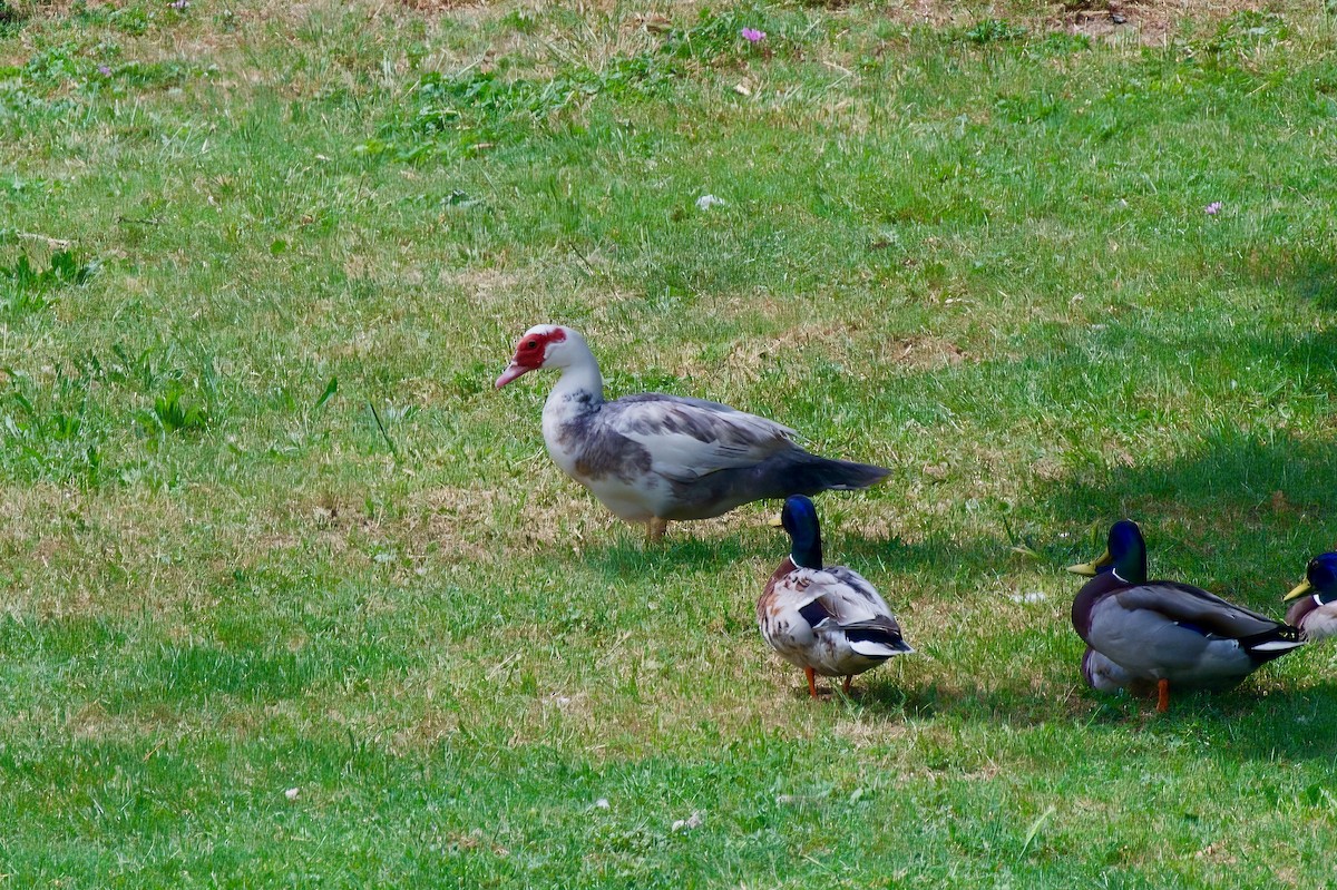 Muscovy Duck - ML637581139