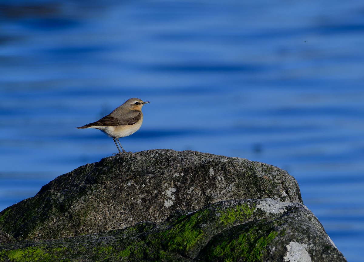 Northern Wheatear - ML637581140