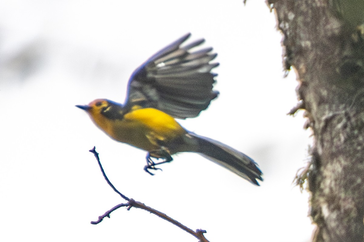 Slate-throated Redstart - ML637581141
