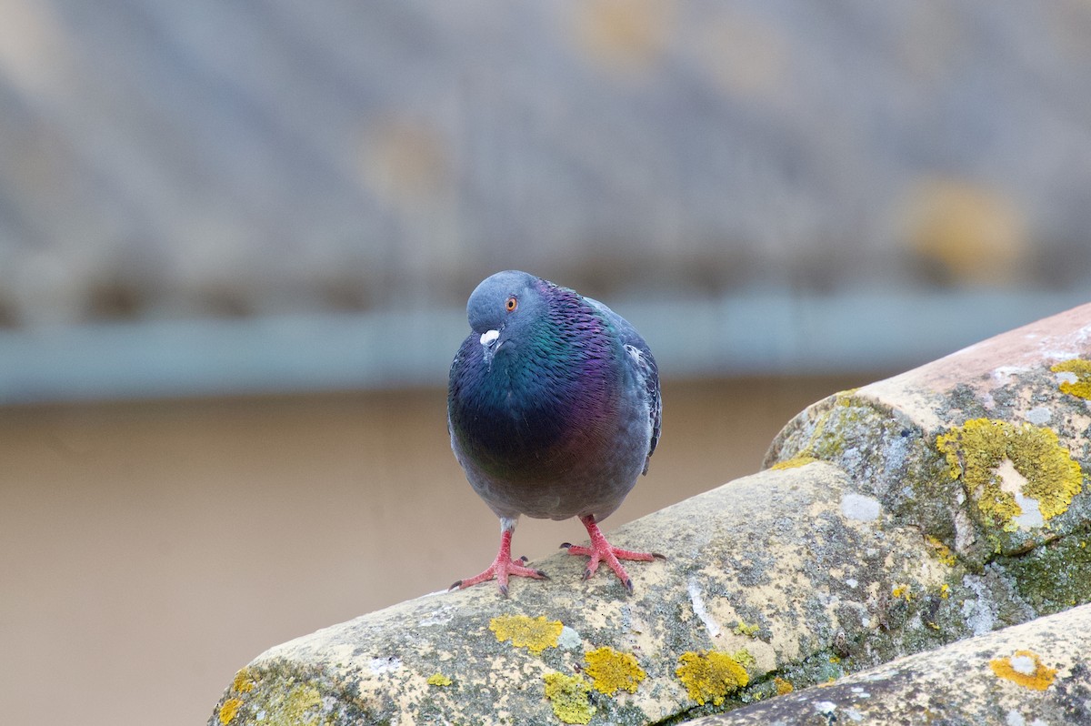 Rock Pigeon (Feral Pigeon) - ML637581142