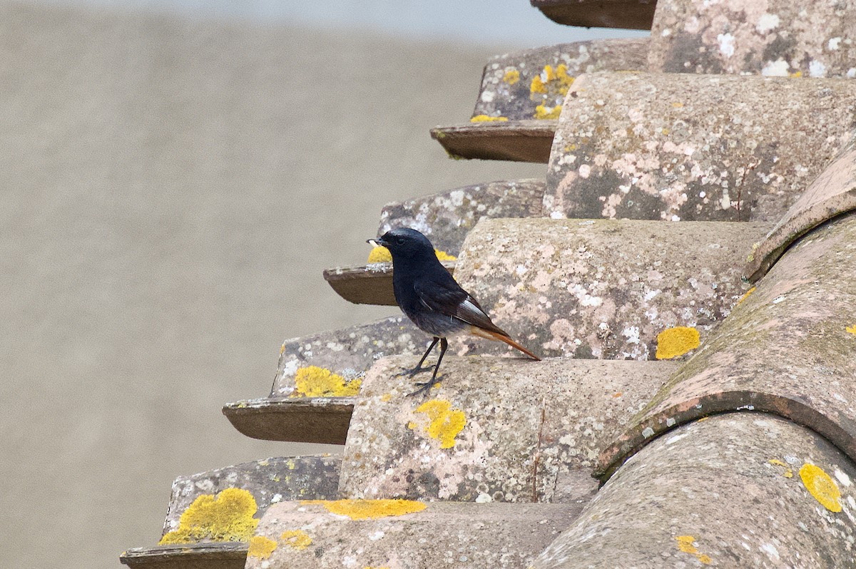 Black Redstart - ML637581144