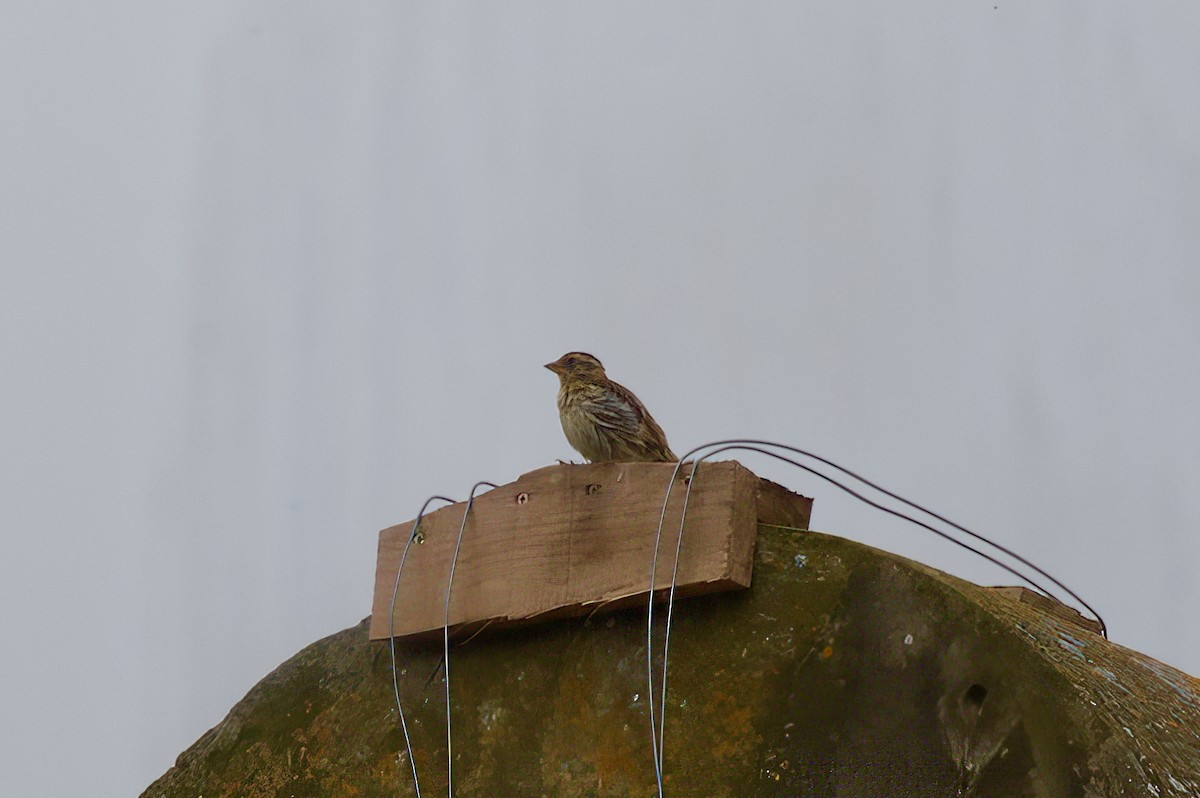 Rock Sparrow - ML637581145