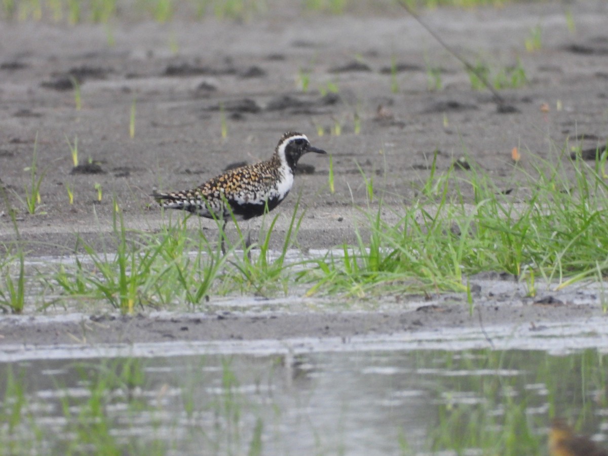 Pacific Golden-Plover - ML637581208