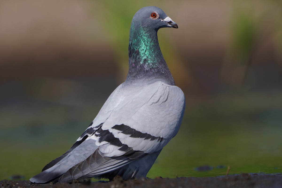 Rock Pigeon (Feral Pigeon) - ML637581217