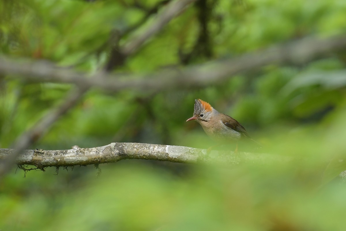 Rufous-vented Yuhina - ML637581254