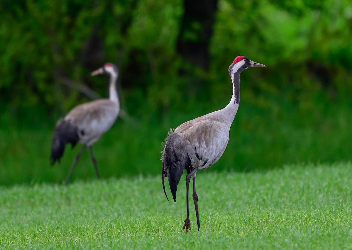 Common Crane - ML637581255