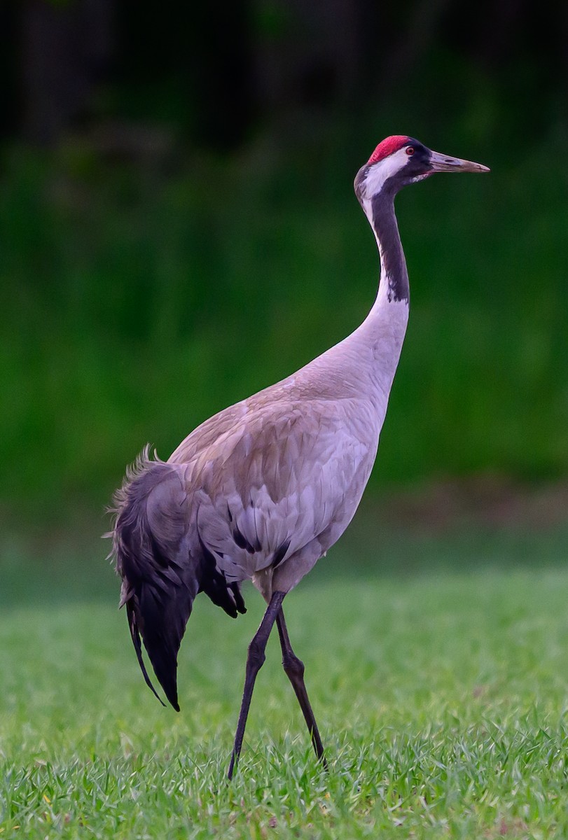 Common Crane - ML637581257