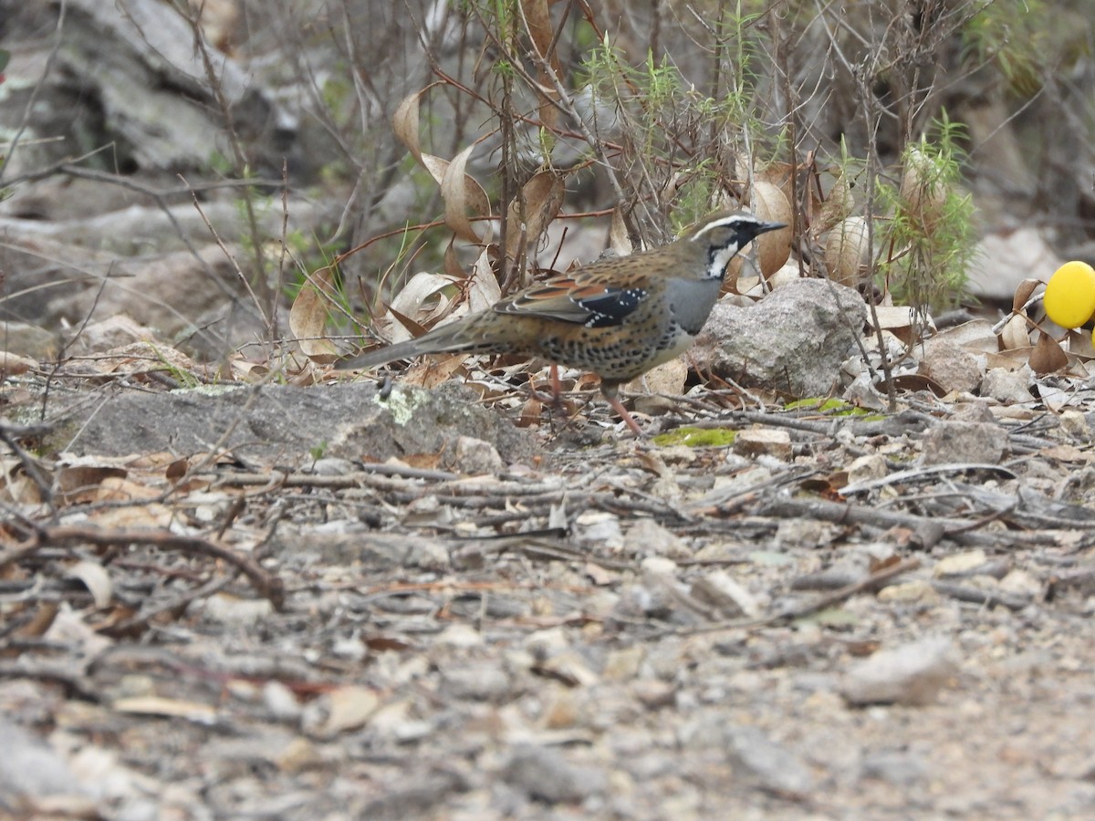 Spotted Quail-thrush - ML637581272