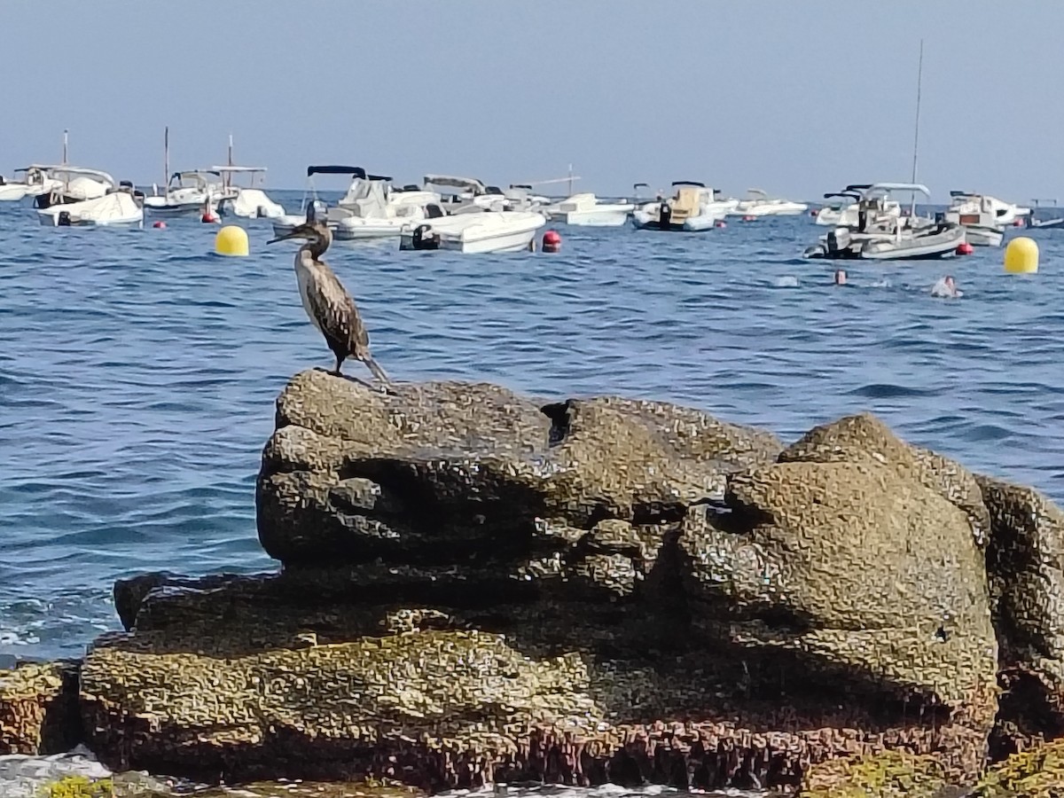 European Shag - ML637581283