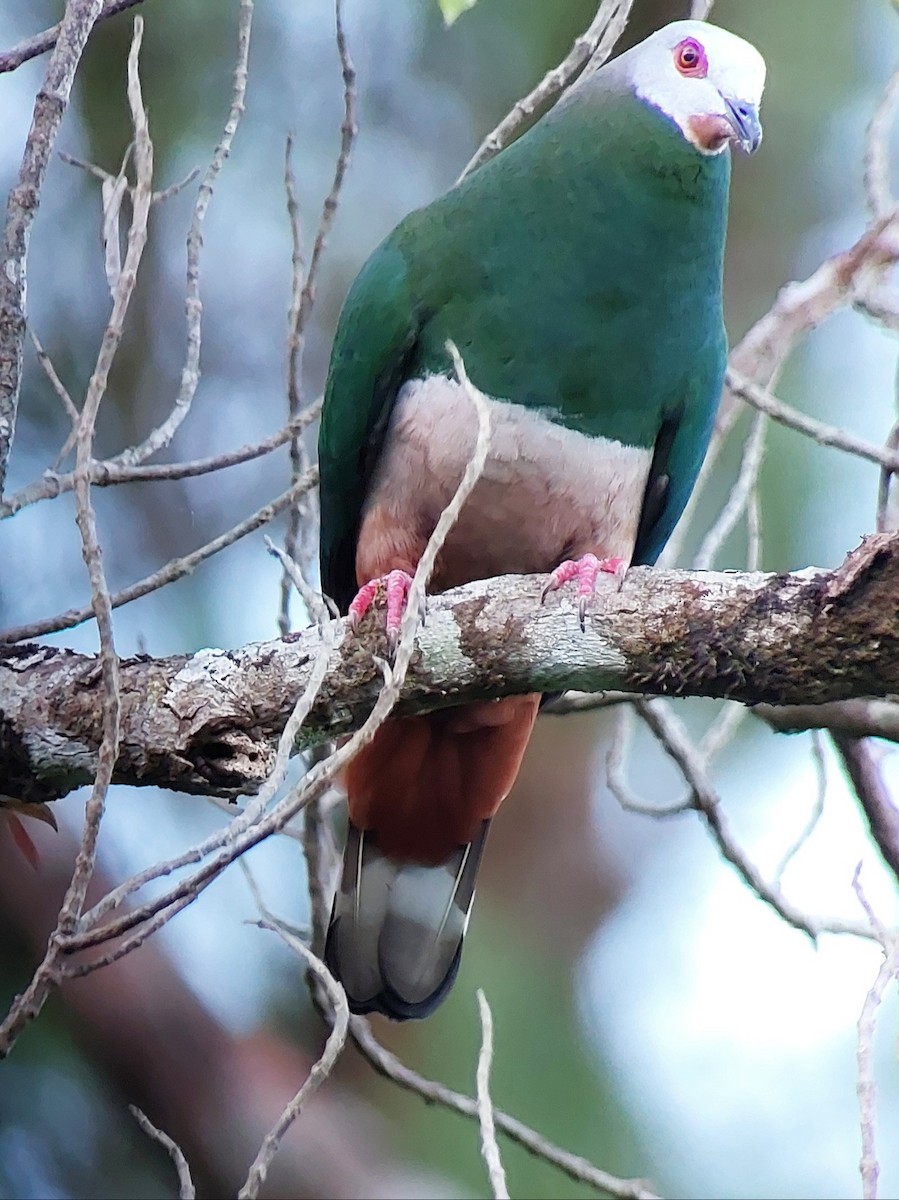 Pink-bellied Imperial-Pigeon - ML637581303