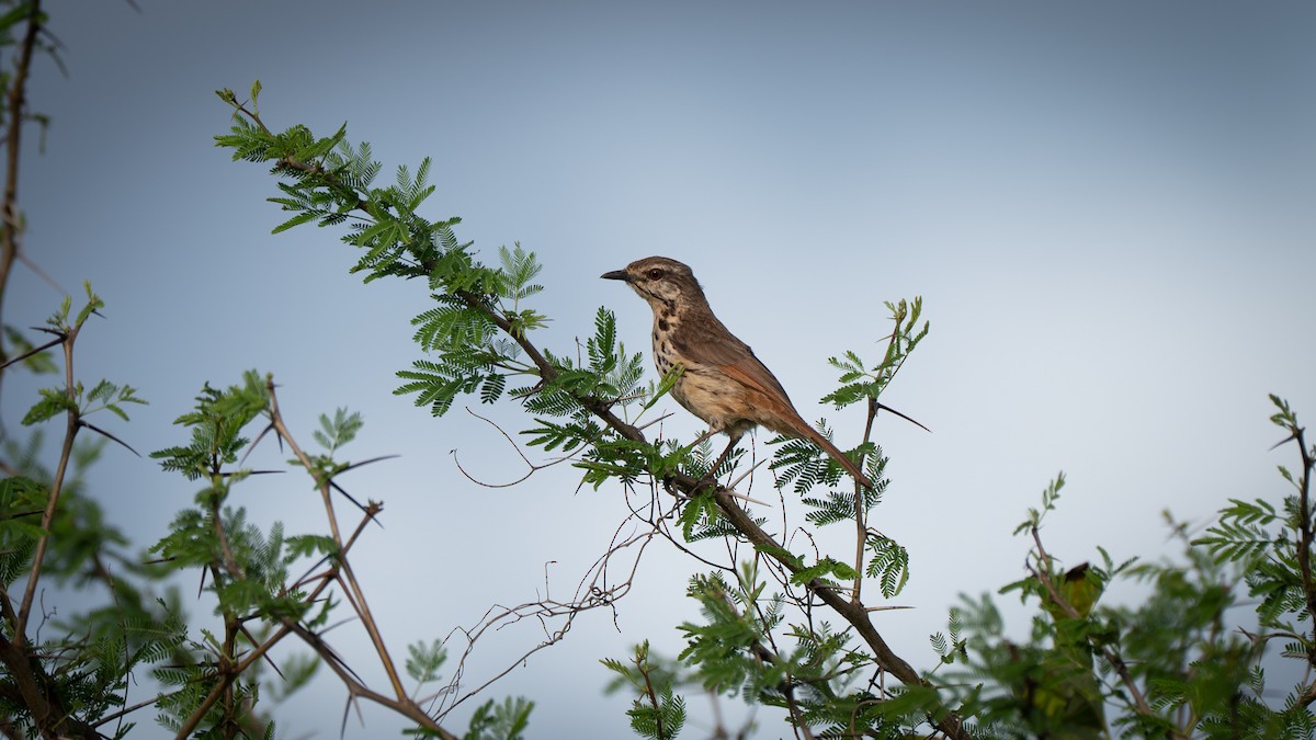 Spotted Morning-Thrush - ML637581314