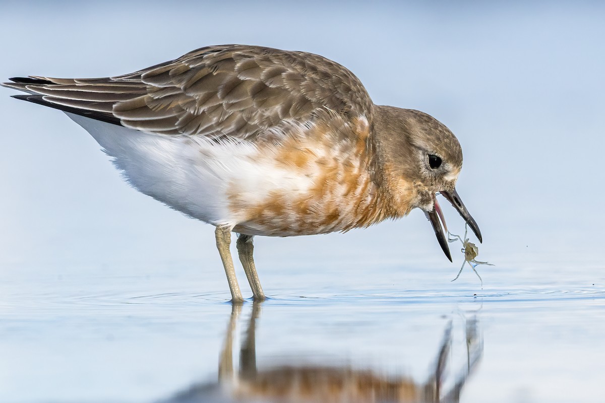 Red-breasted Dotterel (Southern) - ML637581330