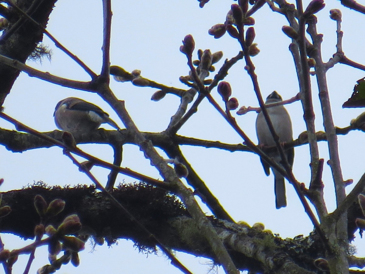 Brown Bullfinch - ML637581395