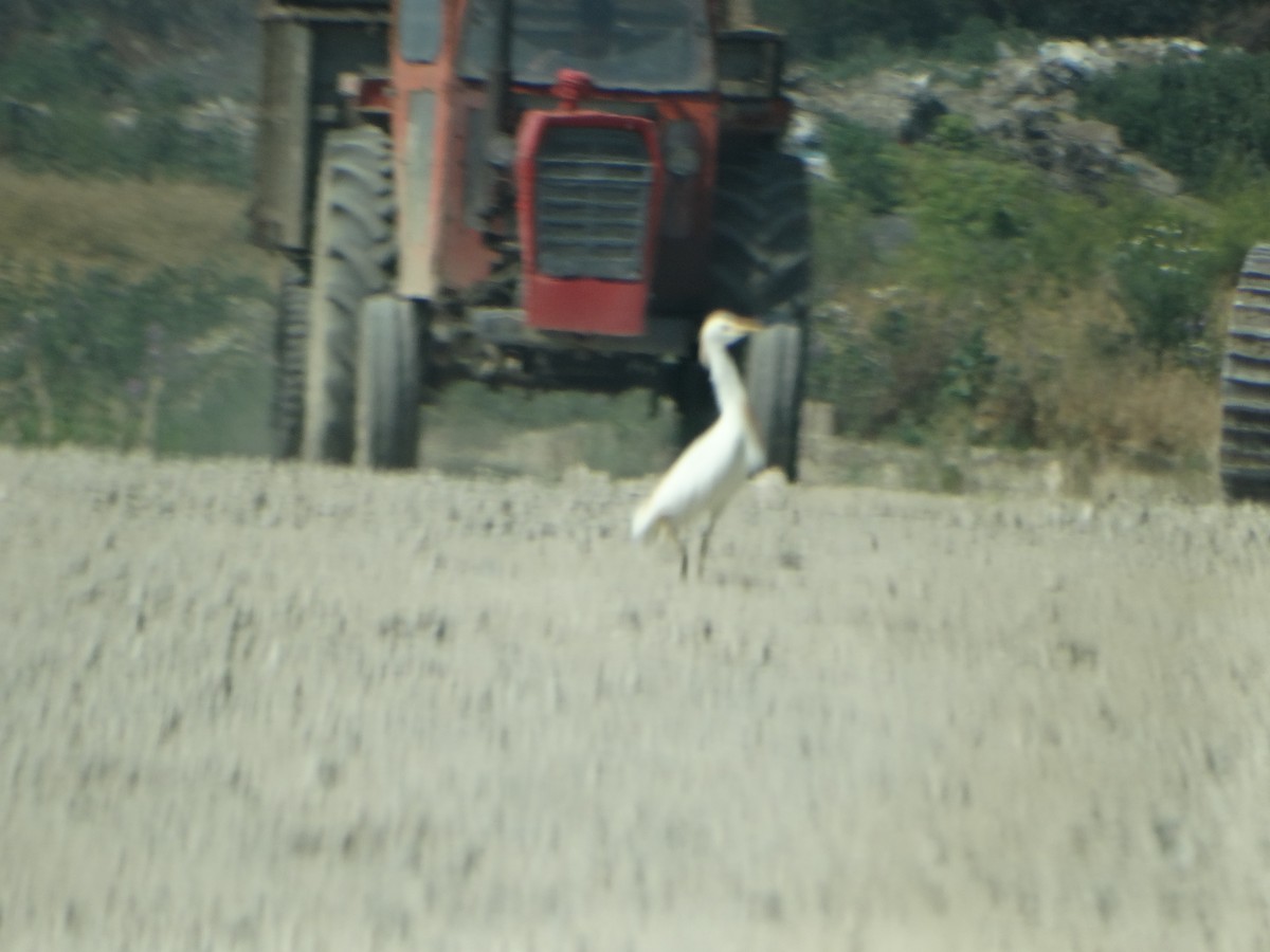 Western Cattle-Egret - ML637581406