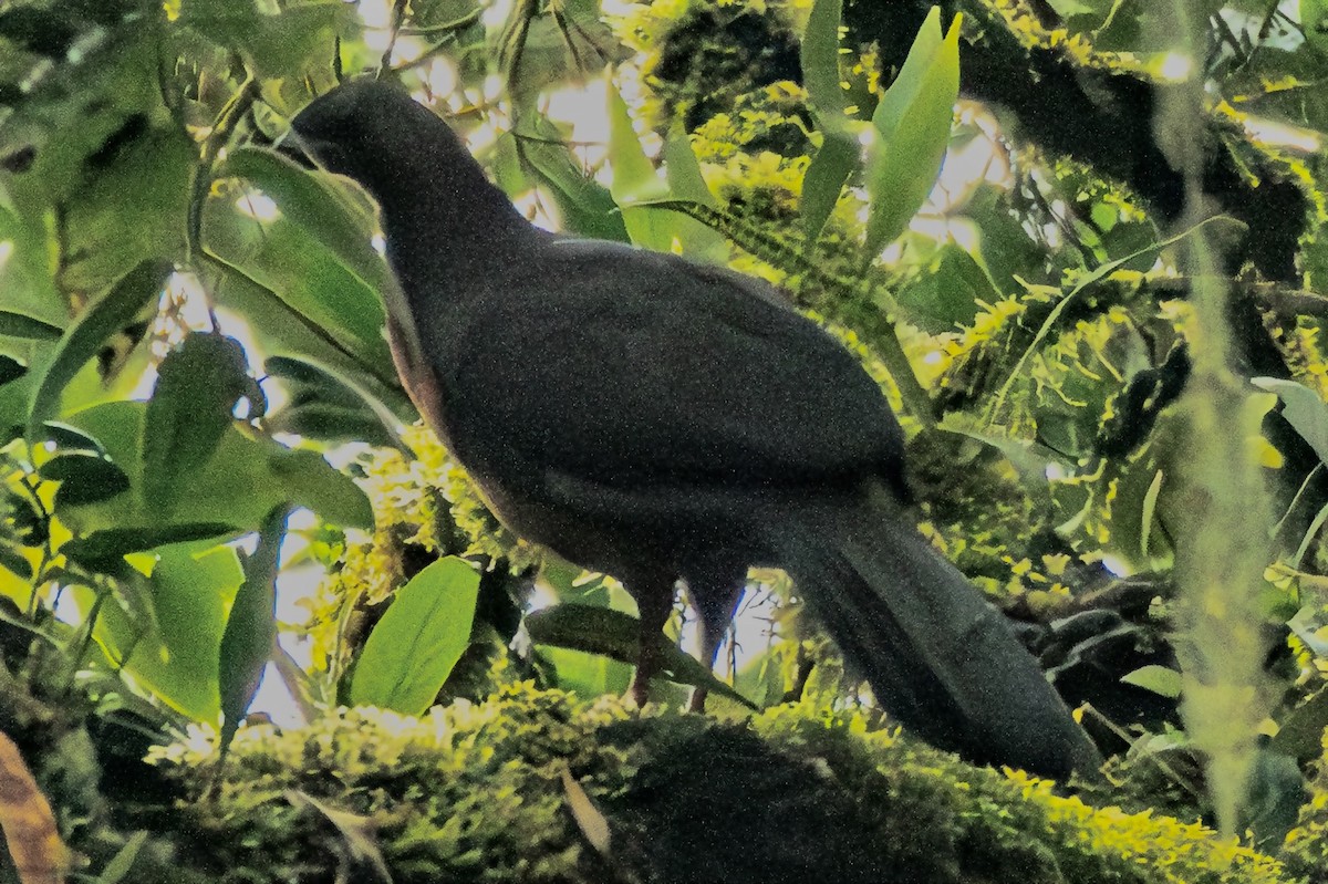 Sickle-winged Guan - ML637581413
