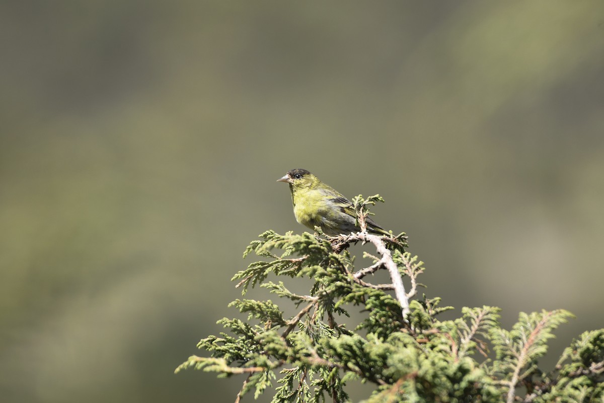 Black-capped Siskin - ML637581421