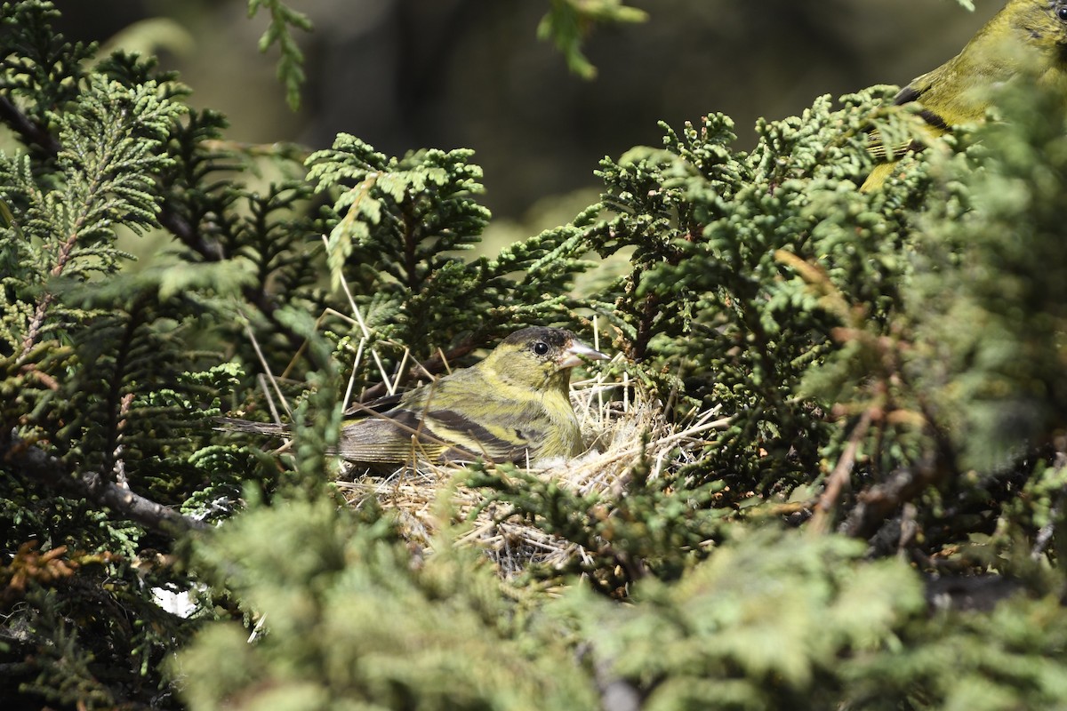 Black-capped Siskin - ML637581424